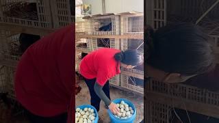 Harvesting chicken eggs. 1 chicken lays 2 eggs a day. #chickenfarming