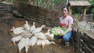 Build Nest For Ducks To Lay Eggs - Harvest Ducks Eggs Goes To Village Sell - Free Bushcraft, Farm