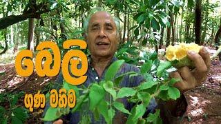 බෙලි වල විශ්මිත ගුණය.  Value of Bael fruit