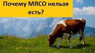 Узаконенное убийство животных или почему нельзя есть мясо? Марва Оганян