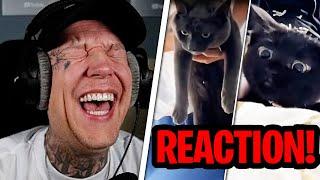 EXTREM GEILES VIDEO! REAKTION auf Absolutely normal cats MontanaBlack Reaktion