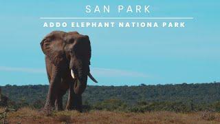 San Parks - Addo Elephant National Park