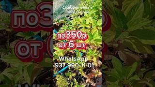 АКЦИЯГортензия по 350р #метельчатаягортензия #гортензия
