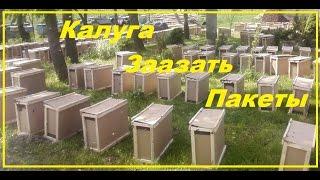 пчелопакеты заказать