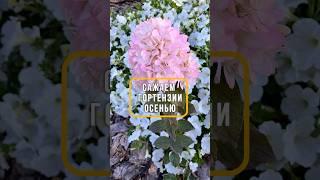 ПОСАДКА МЕТЕЛЬЧАТОЙ ГОРТЕНЗИИ ОСЕНЬЮ