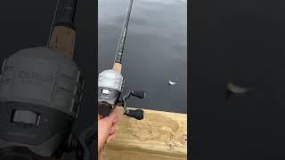 New ZEBCO Delta OUT catching perch!!