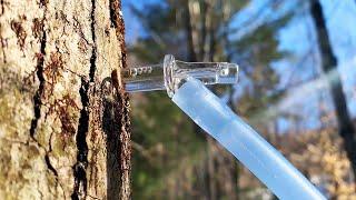 How Delicious Vermont Maple Syrup Is Made And Collected | Delish