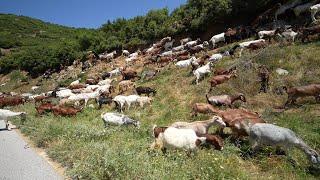 Γίδια βοσκάνε στη Βερδικούσσα Ελασσόνας