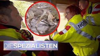 Spezialisten in Gefahr!  Notärzte werden von einem WOLF festgehalten  ​| Die Spezialisten | SAT.1