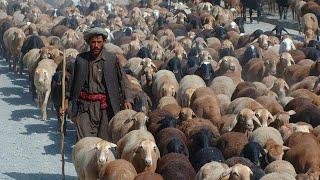 Nomads Raise Millions Of Goats And Sheep This Way - Nomadic Farming