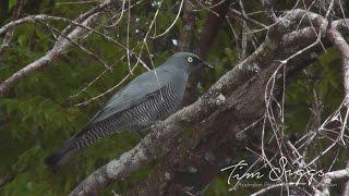 Barred Cuckoo - shrike ((Coracina lineata) HD Video Clip 1/1 Tim Siggs ABVC