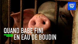 Chine : scandales alimentaires et COCHONS FLOTTANTS !