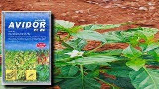 Avidor 25 WP INSETICIDE FOR CHILLI PLANTS