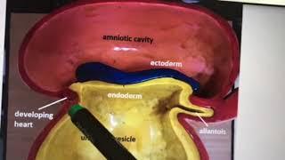 Dr. Pratheepa ‘s tutorial- embryology- Foldings of embryo