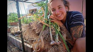 Garden Harvest 6 MONTHS In the Making | Growing a Year's Worth of Garlic