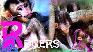 LIVE A Day in the Life of a Baby Monkey #howtogetviewsonyoutubechannel #howtogrowyouryoutube