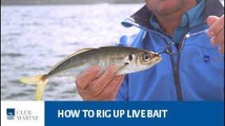 How to rig up live bait - fishing tip with Al McGlashan | Club Marine