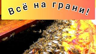 Погода добивает пасеку! Пчёлы на грани роения! Пчеловодство и тяжёлые времена.