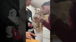 Niki the angry chihuahua got a hurt