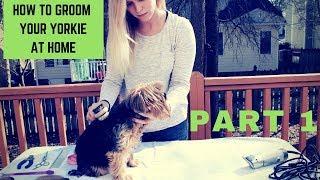 How to groom a Yorkie at home Part 1