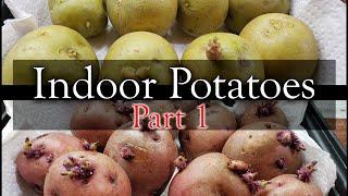 How To Grow Potatoes Indoors - Part 1 of 3