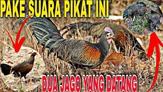 SUARA PIKAT AYAM HUTAN ||suara pikat ayam hutan betina memanggil jantan