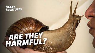 Giant African Snails Are Spreading This Disease
