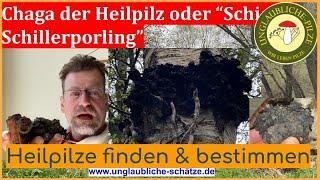 Chaga "Schiefer Schillerporling" Heilpilze im Wald - Tipps zur Suche & Bestimmung vom Apotheker