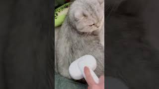 He hit me and I brush him, #aumuca #cat #catlover fair