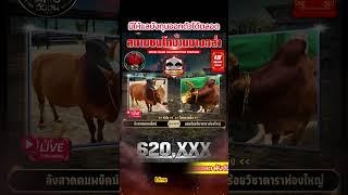 กำไร - ไอแดงกลิ้ง สนามชนโคบ้านบางกล่ำ 19 มิ.ย. 68 | #วัวชนวันนี้ #ถ่ายทอดสดวัวชน #วัวชน