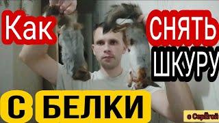 Как снять ШКУРУ с БЕЛКИ и ОБЕЗЖИРИТЬ. Съем шкурки в первый раз НОВИЧКУ