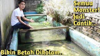 3 HARI SETELAH KOLAM DIKURAS! SEMUA IKAN MONSTER TAMPAK LEBIH INDAH DI AIR JERNIH