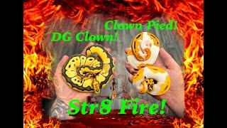 Desert Ghost Clown, Clown Pied & More!