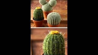 DIY Knit Cacti Patterns