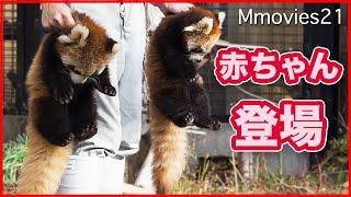 レッサーパンダ双子の赤ちゃん　もぐもぐタイムでピィーと鳴き声・保定の仕方 Red Panda twin cubs