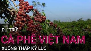 [Tiêu điểm thị trường] Dự trữ cà phê của Việt Nam thu hẹp, đe doạ tăng giá toàn cầu | VTC Now