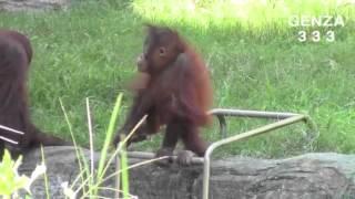 Baby orangutans fall from the head