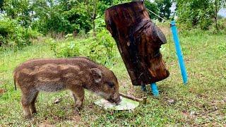 Primitive technology wild boar trap using big word fall into ground #pigtrap #wildanimal #bambootrap