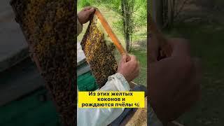 Пчелиная рамка с расплодом#одинденьиз #пчеловодство #жизньвдеревне #пчёлы #купитьмёд #натуральныймёд