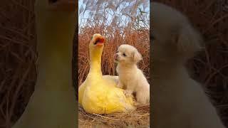 Friendship / puppy and duck . A beautiful moment #422 - #shorts