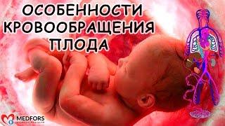 Особенности кровообращение плода.