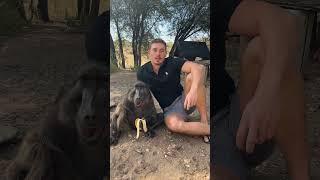 Stories of Cindy the baboon  #animals  #cuteanimals #animallover  #wildlife  #cuteanimals