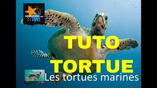 Tuto plongée tortue marine - Sea Turtle Ecology SSI