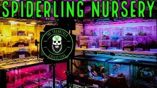 How To Keep YOUR Tarantulas Warm - Spiderling Nursery