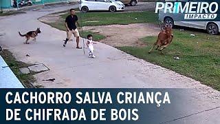 Flagra: pastor alemão salva menino de ser chifrado por bois | Primeiro Impacto (06/10/22)