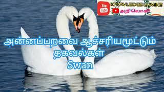 அன்னப்பறவை பற்றிய ஆச்சரியமூட்டும் தகவல்கள் Miracle information about Swans @Knowledgelumine