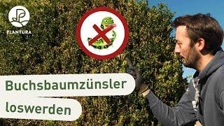 Buchsbaumzünsler bekämpfen: 6 Mythen & was wirklich hilft!