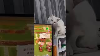 gato muerde la pantalla