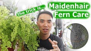 Maidenhair fern care | Not that difficult