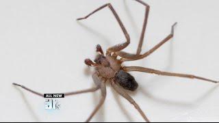 Ask the Dermatologist: The Truth about Spider Bites